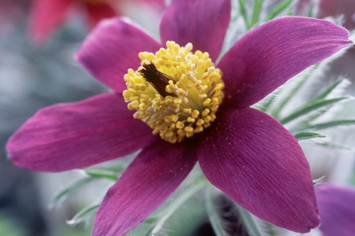Spring flowers - Pulsatilla flower Spring flowers - Pulsatilla flower