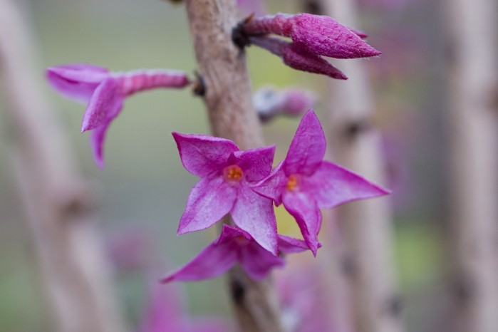 Purple-pink flowers of February daphne Purple-pink flowers of February daphne