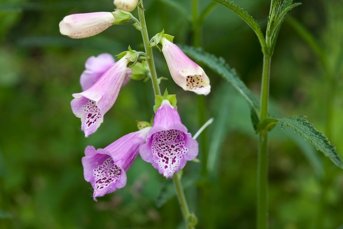 Spring flowers - foxglove flowers Spring flowers - foxglove flowers