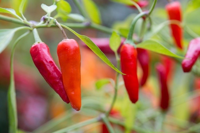 Red 'Apache' chillies Red 'Apache' chillies
