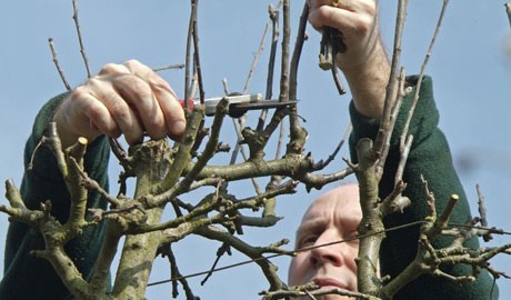 Removing dead, damaged or diseased branches Removing dead, damaged or diseased branches