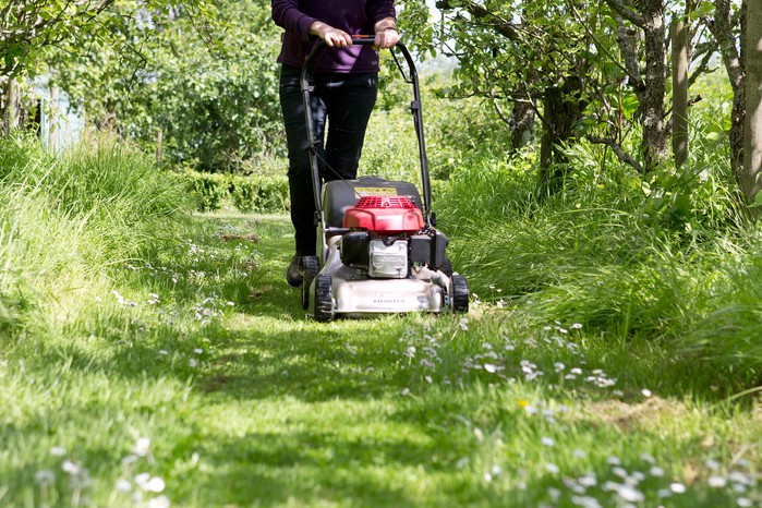 Mowing the lawn less often gives flowering plants a chance to thrive. Sarah Cuttle Mowing the lawn less often gives flowering plants a chance to thrive. Sarah Cuttle