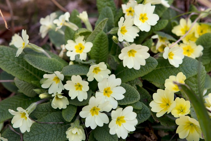 Primrose, Primula vulgaris Primrose, Primula vulgaris