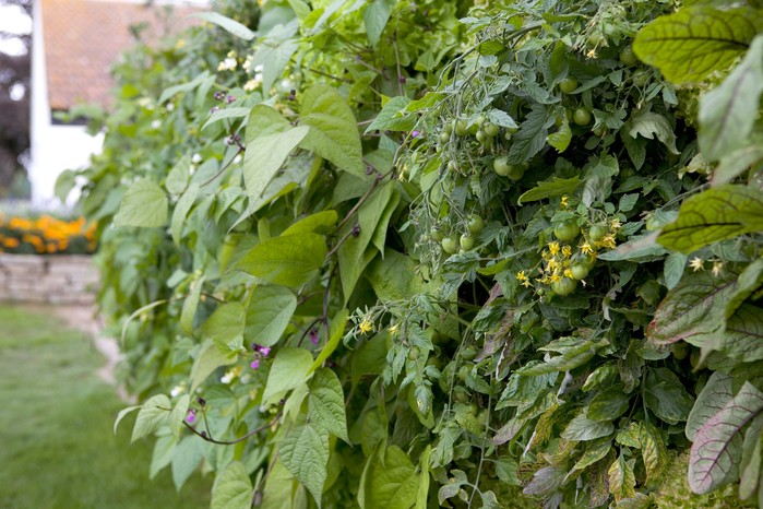 Tomatoes and beans growing in pocket planters Tomatoes and beans growing in pocket planters
