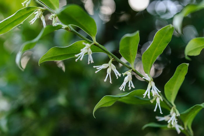 Sarcococca confusa Sarcococca confusa