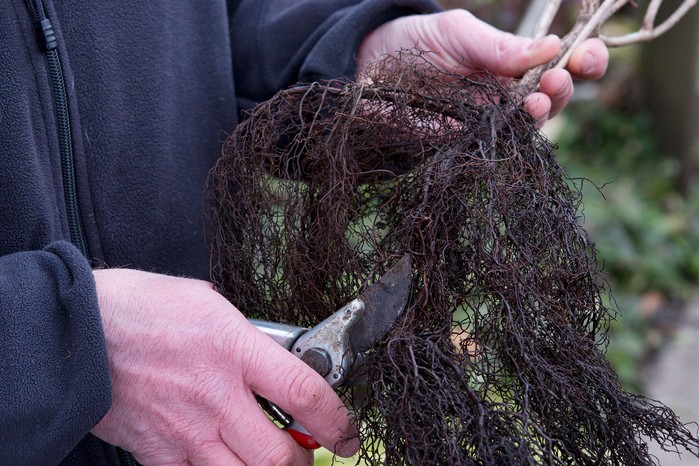 Plant bare-root hedges Plant bare-root hedges