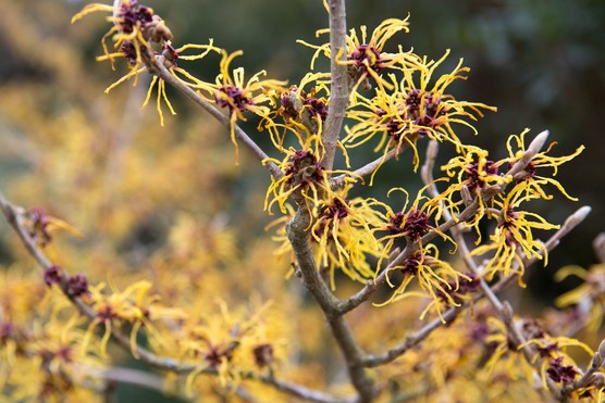 Yellow, spidery flowers of witch hazel Hamamelis 'Aphrodite'