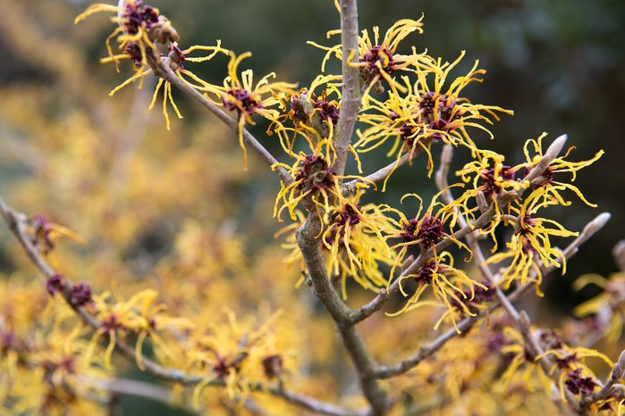 Yellow, spidery flowers of witch hazel Hamamelis 'Aphrodite' Yellow, spidery flowers of witch hazel Hamamelis 'Aphrodite'