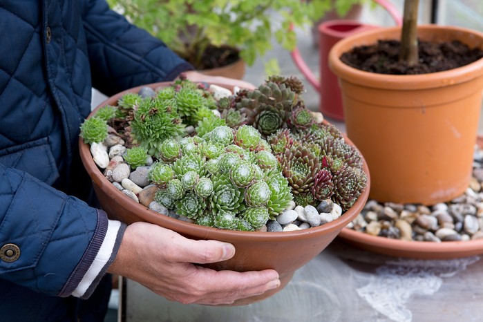 Sempervivum pot Sempervivum pot