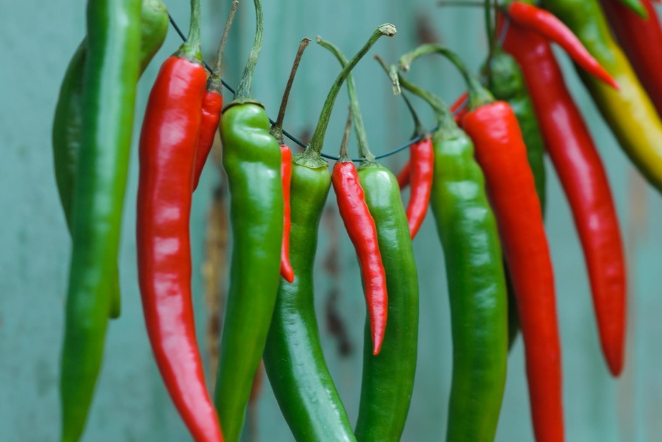 How to grow chillies How to grow chillies