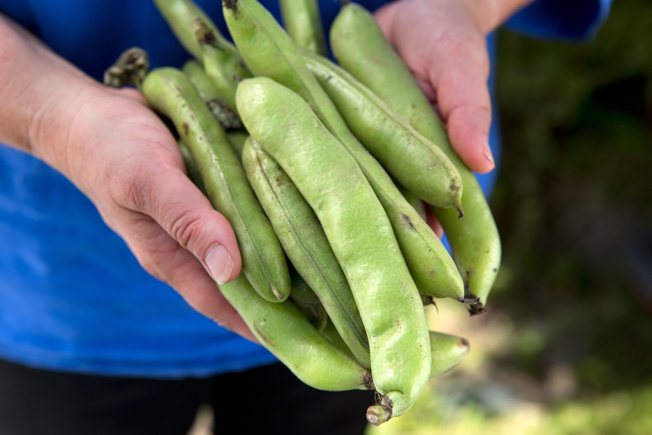 How to grow broad beans How to grow broad beans