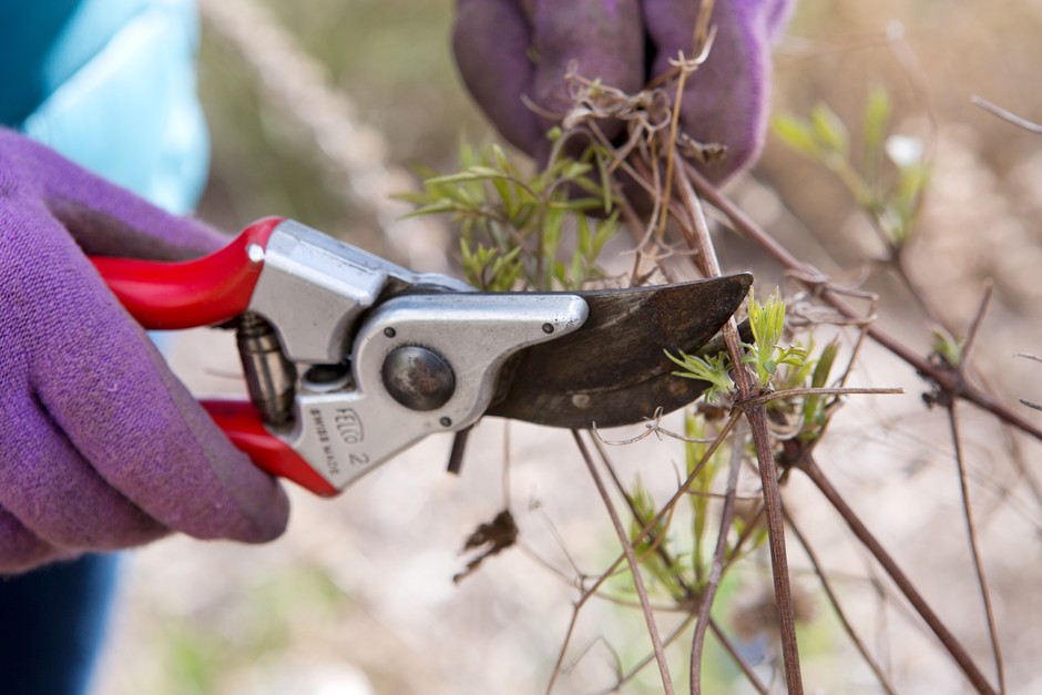 What to prune in winter - pruning clematis What to prune in winter - pruning clematis