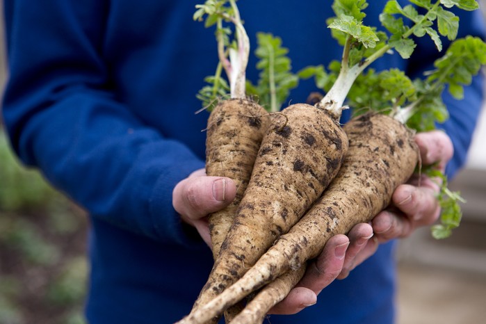 Harvested parsnips Harvested parsnips