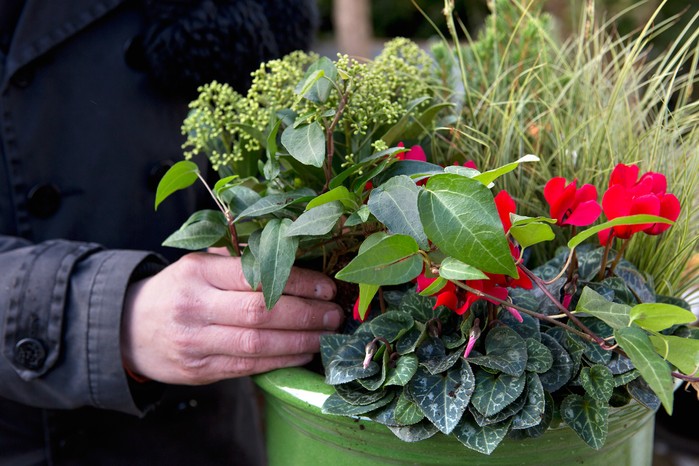 Planting a winter container Planting a winter container