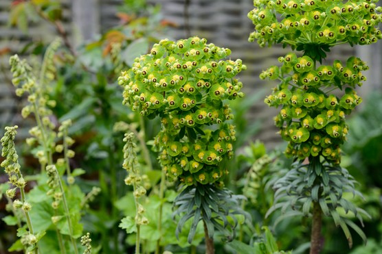 Euphorbia martini flowerheads