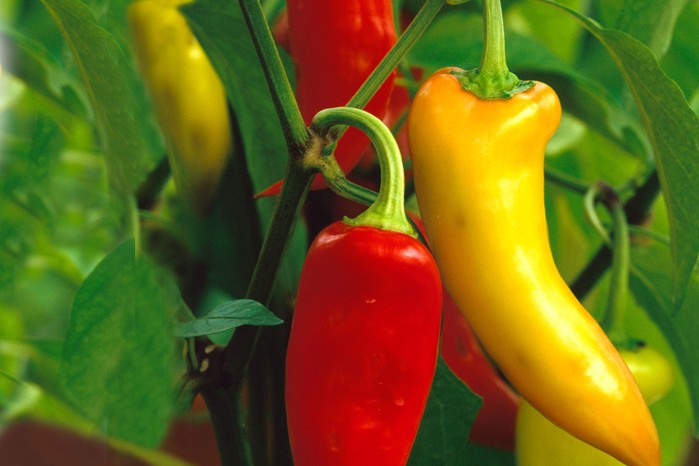 Capsicum annum 'Hungarian Hot Wax' Capsicum annum 'Hungarian Hot Wax'