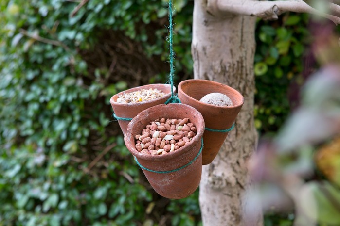 Food for birds Food for birds