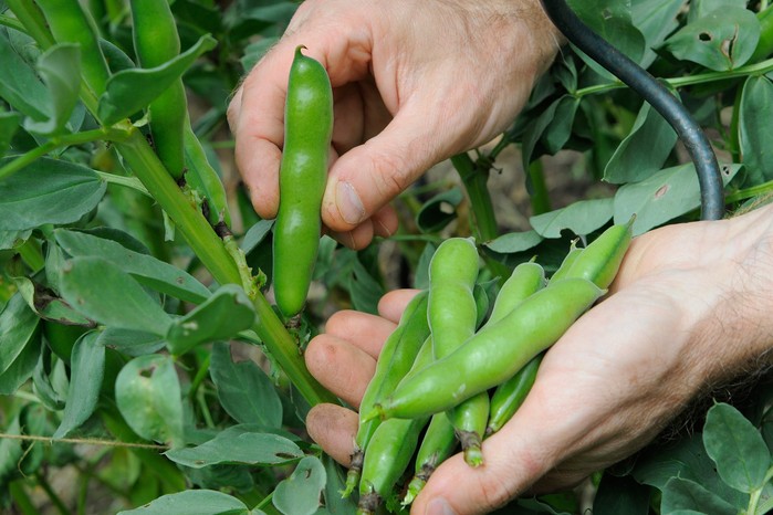 Harvesting broad beans Harvesting broad beans