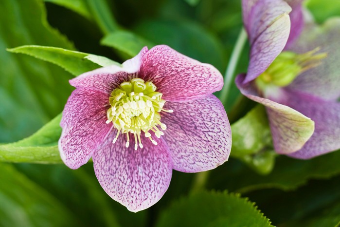 Hellebore Hellebore