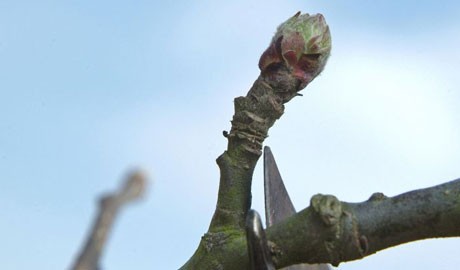 Pruning apple trees in winter Pruning apple trees in winter