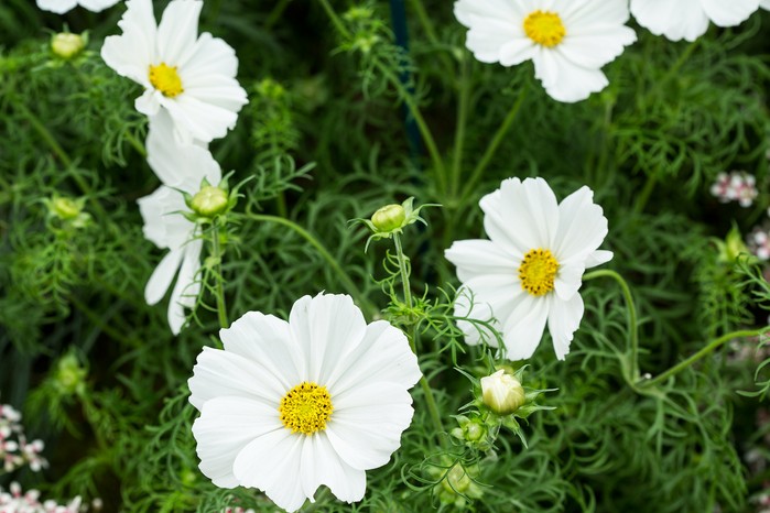 Cosmos 'Sonata White' Cosmos 'Sonata White'