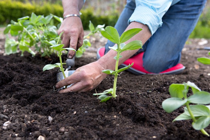 Planting broad beans Planting broad beans