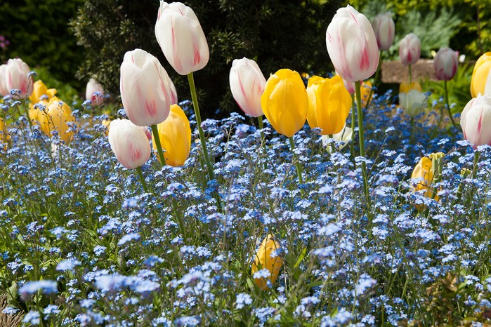Spring flowers - forget-me-not planted with yellow and white tulips Spring flowers - forget-me-not planted with yellow and white tulips