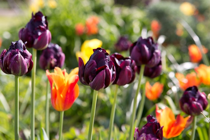 Spring flowers - orange and purple tulips growing together Spring flowers - orange and purple tulips growing together