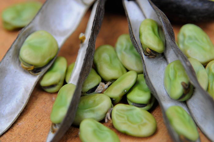 Broad beans fresh from pod Broad beans fresh from pod