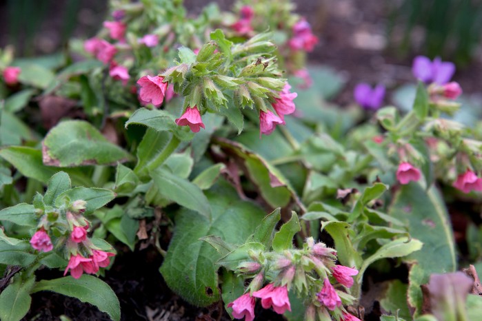 Spring flowers - lungwort, Pulmonaria Spring flowers - lungwort, Pulmonaria
