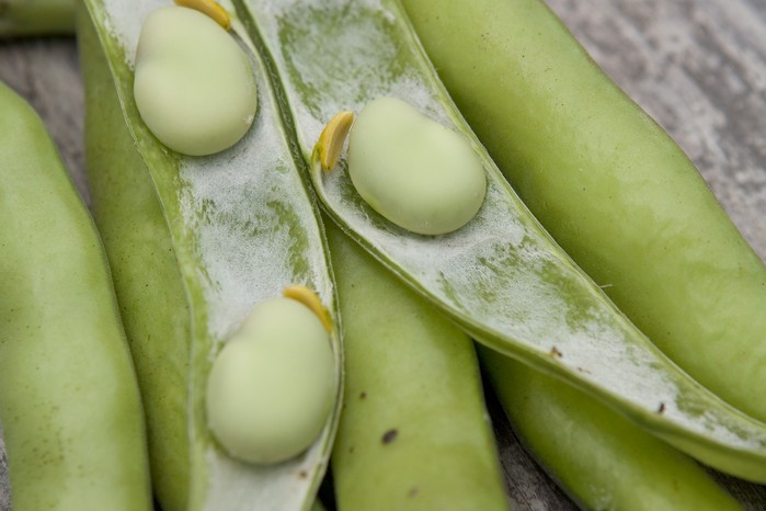 Broad bean 'Aquadulce Claudia' Broad bean 'Aquadulce Claudia'