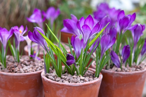 Garden wildlife jobs for February