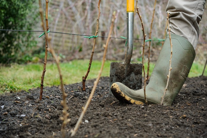Planting bare-root blackcurrants Planting bare-root blackcurrants