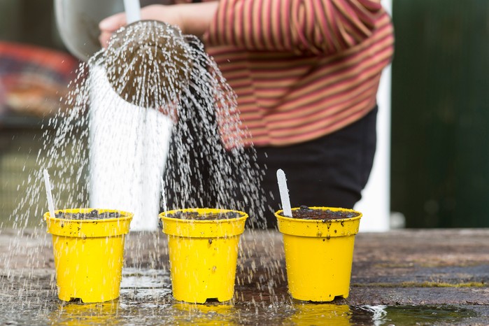 Thoroughly watering seeds after sowing, with a rose head watering can Thoroughly watering seeds after sowing, with a rose head watering can