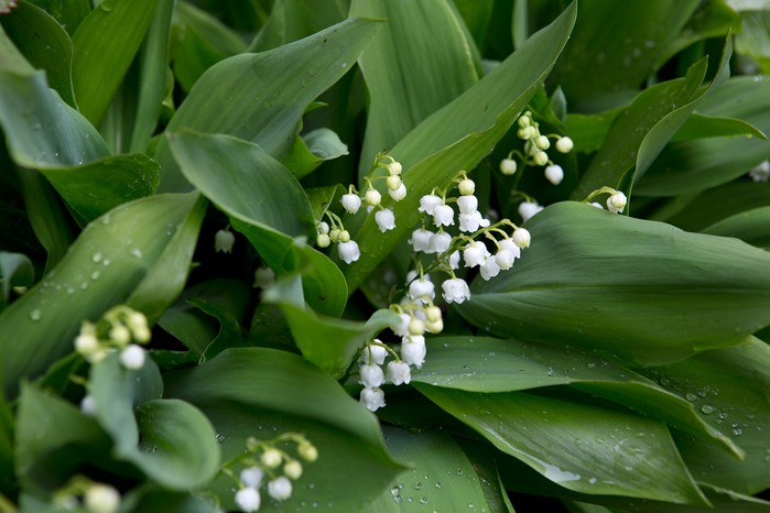 Spring flowers - lily of the valley Spring flowers - lily of the valley