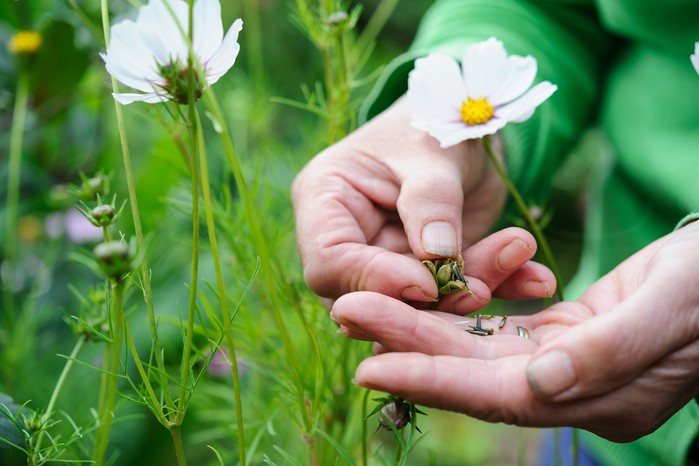 Collecting fresh seed from cosmos seedheads Collecting fresh seed from cosmos seedheads