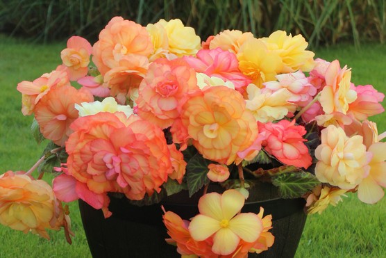 Begonia Amber Delight