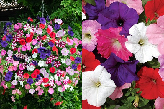 Petunia ’Easy Wave’ Ultimate Mix