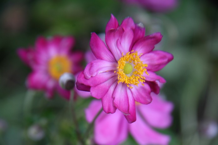 Anemone hupehensis ‘Splendens’. Caroline Hughes Anemone hupehensis ‘Splendens’. Caroline Hughes