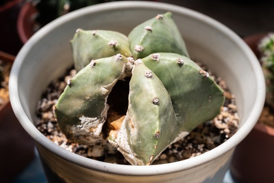 Cactus plant with visible root rot. Getty Images