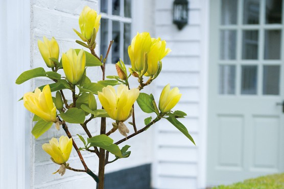 Magnolia ‘Yellow Bird’