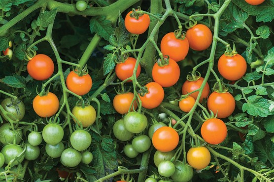‘Sungold Super Sweet’