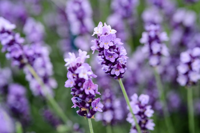 Lavender 'Hidcote' Lavender 'Hidcote'