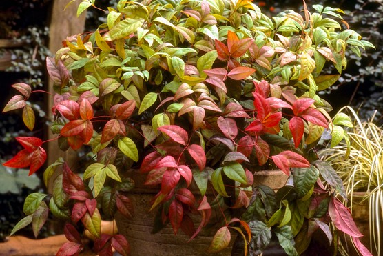 Plant of the month: Nandina domestica from Hayloft