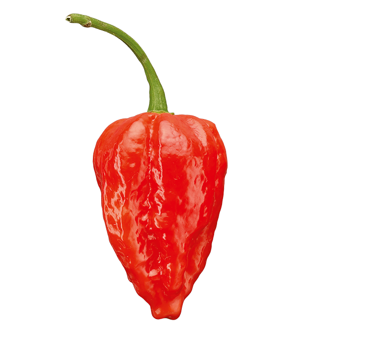 Red chilli Red chilli