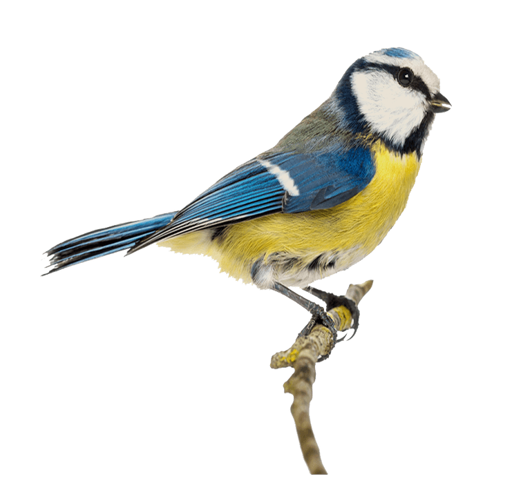 CUT-OUT-1024X1024-blue-tit-GettyImages-450709497 Blue tit. Photo: Getty Images.